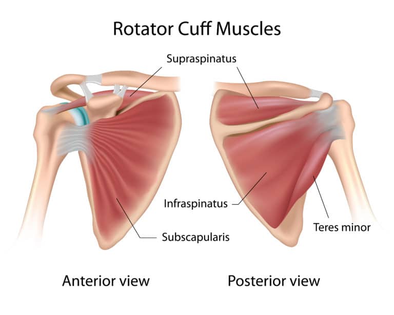 Bilateral on sale rotator cuff